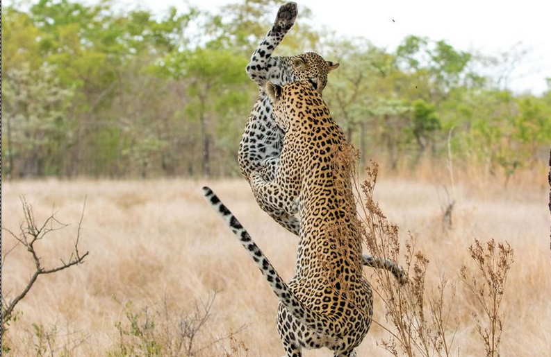 Bao cai nhay vot len de trung phat con hinh anh