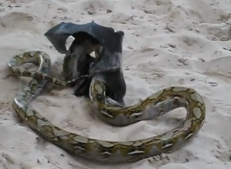 Doi khong lo vat lon voi tran tren cat hinh anh