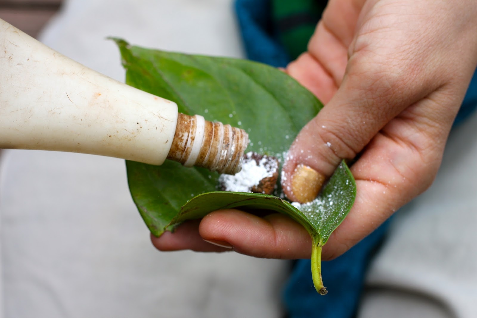 Tai xe ngat vi hanh khach nhai trau tren xe buyt hinh anh