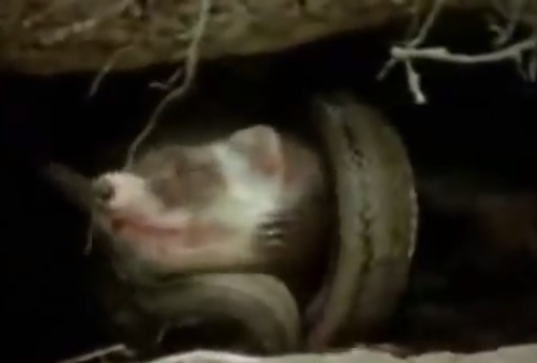 Cay can dau ran ho mang de bao ve dan con hinh anh