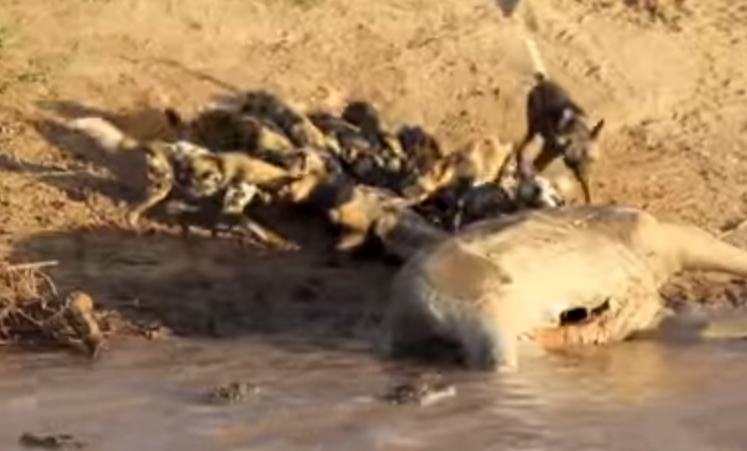 Dan cho rung doi dau ca sau de tranh xac thoi hinh anh