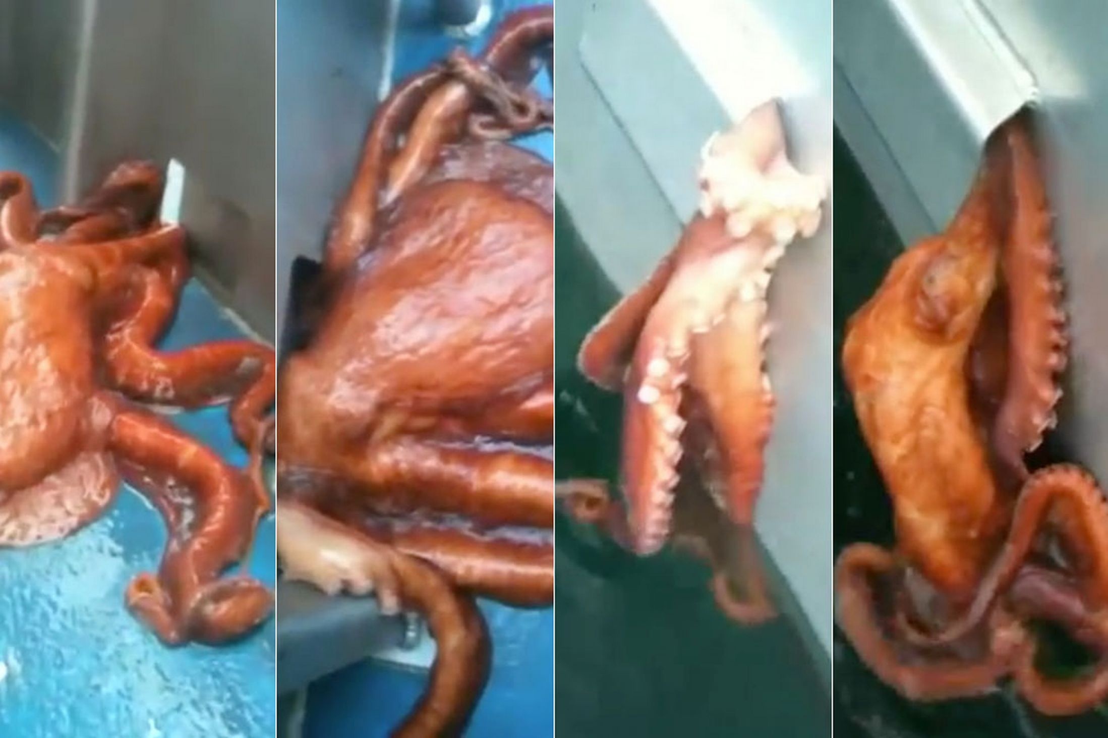 Bach tuoc khong lo ep than de tron khoi tau hinh anh