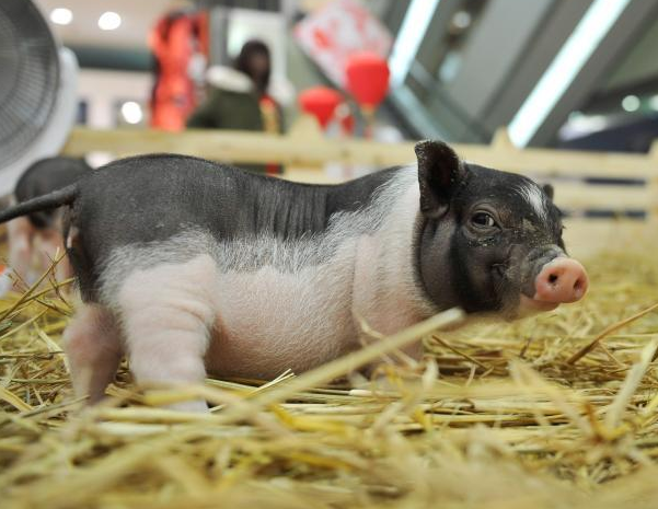 Tha lon trong sieu thi de thu hut khach hang hinh anh