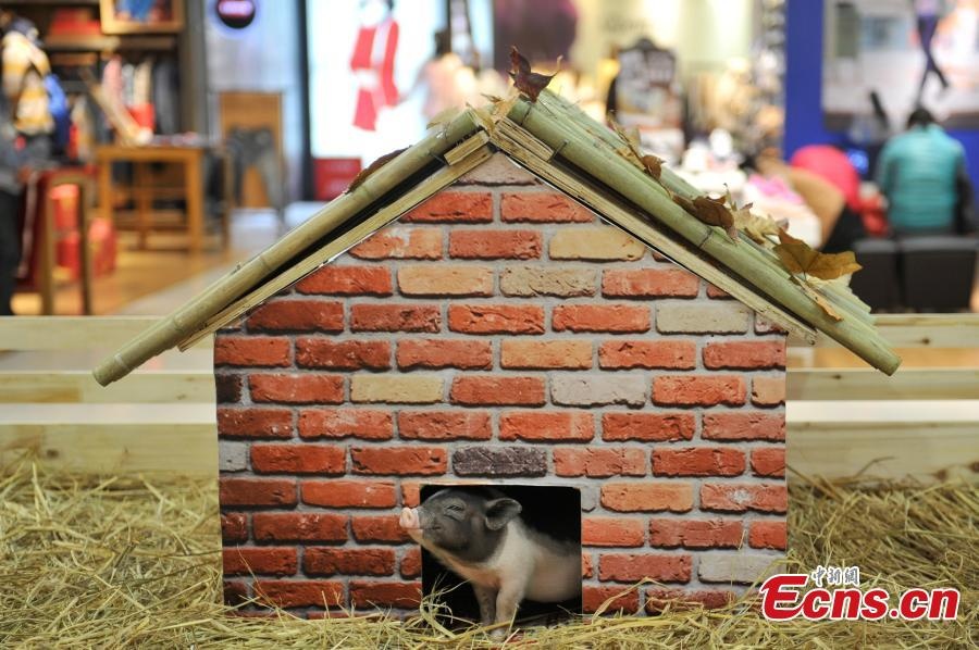 Ban lãnh đạo siêu thị hy vọng sự xuất hiện của 3 con lợn sẽ tạo ra điểm nhấn và thu hút sự chú ý của khách hàng.