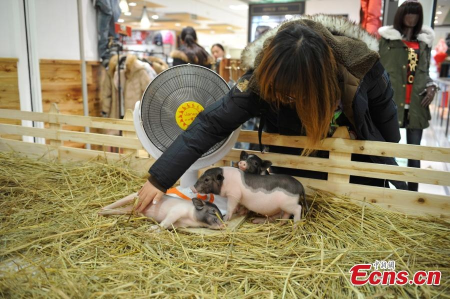 Một khách hàng vuốt ve những con vật.