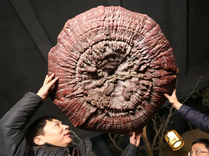 Nam truong tho khong lo hon 200 tuoi hinh anh