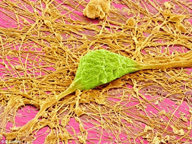 Ký ức hình thành trong não dưới dạng liên kết giữa các tế bào thần kinh. Ảnh: