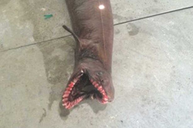 Nhóm ngư dân bắt được con cá mập đáng sợ này ở vùng biển ngoài khơi phía đông nam bang Victoria, Australia. Ảnh: Mirror