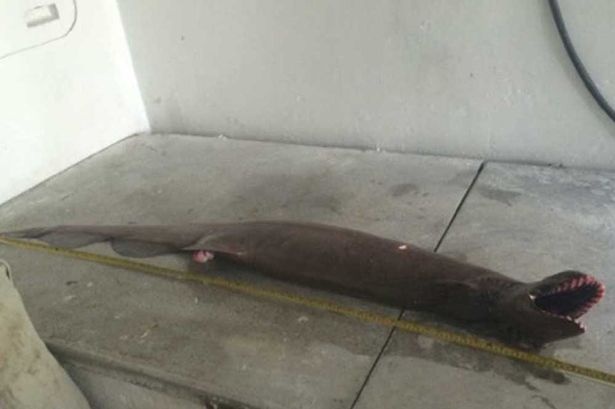 Chiều dài của con cá mập