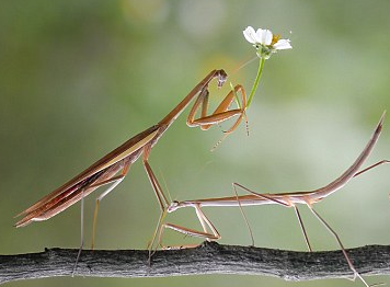 Bo ngua hai hoa de tang ban tinh hinh anh