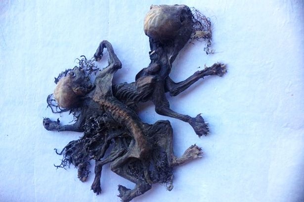 Hai xac kho bi an xuat hien o chau My hinh anh