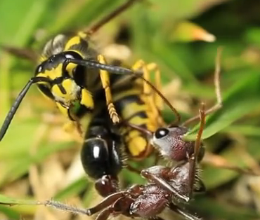 Kien khuat phuc ong bang cap rang khong lo hinh anh