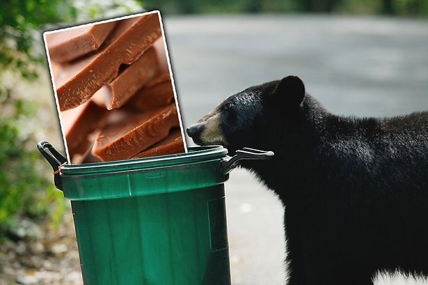 Gau chet do an chocolate hinh anh