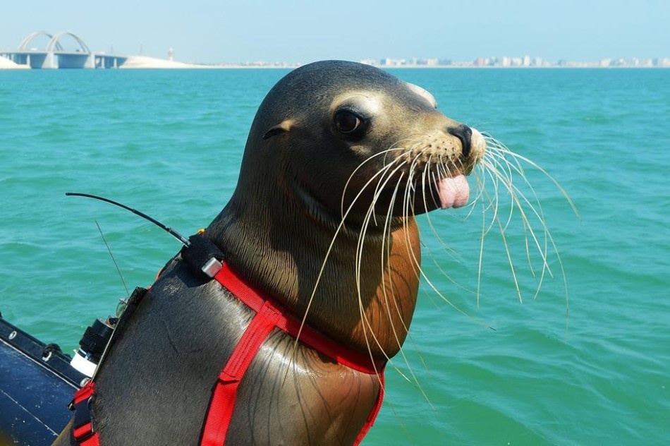 Nhung binh linh dac biet cua Hai quan My hinh anh