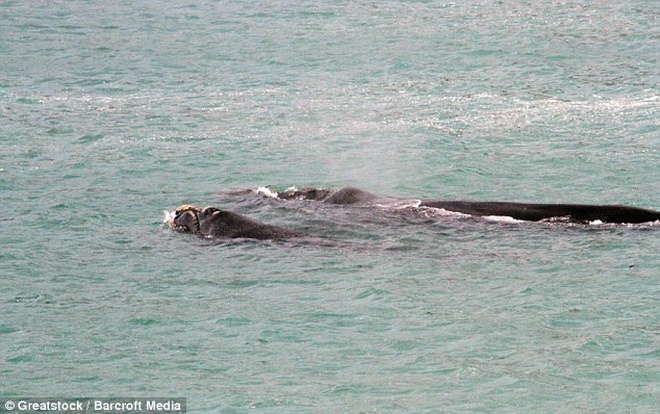 Cuộc rượt đuổi diễn ra trong khoảng 10 phút.