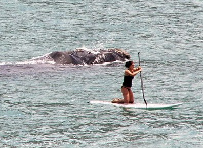 Ca voi duoi theo nguoi cheo van hinh anh