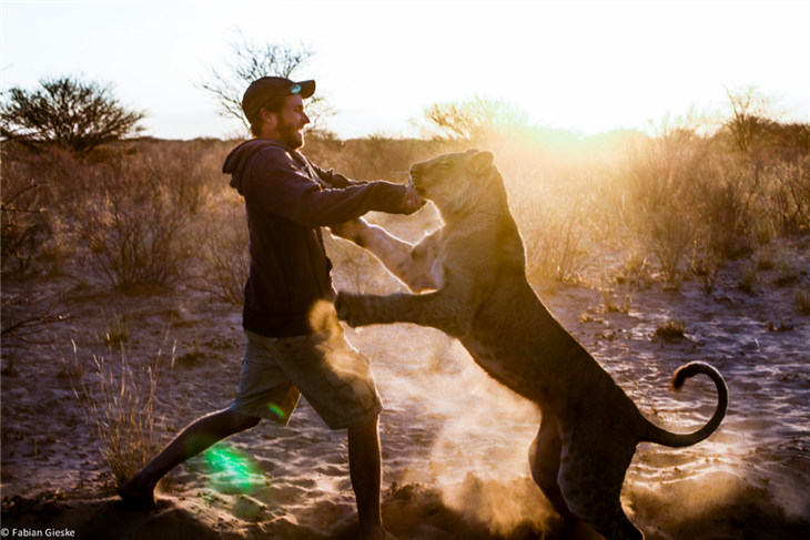 Một cảnh nô đùa giữa Sirga và ân nhân của nó.