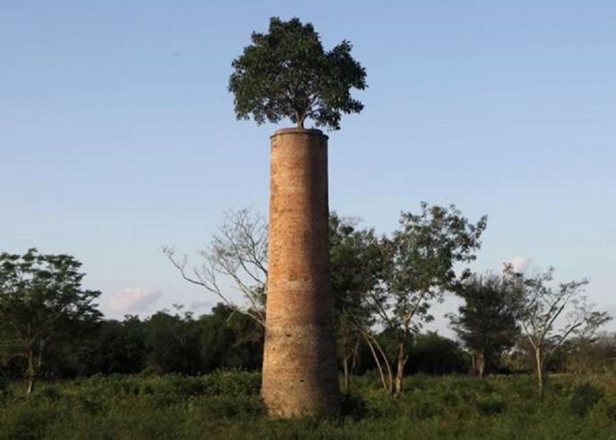 Nhung thuc vat quai di bac nhat the gioi (ky 2) hinh anh