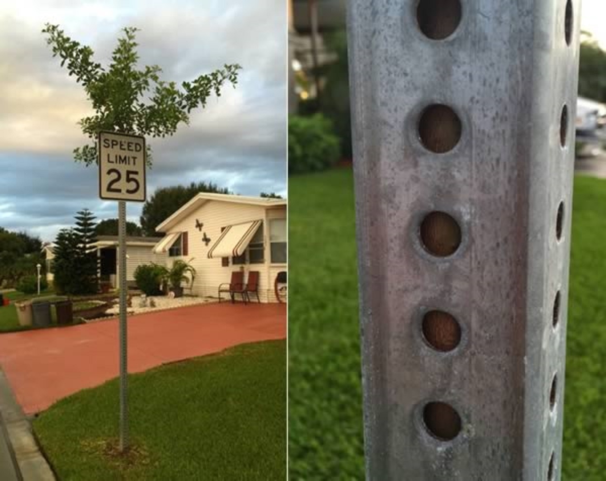 Cây mọc trong cột biển bảo ở bang Florida, Mỹ. Ảnh: Reddit