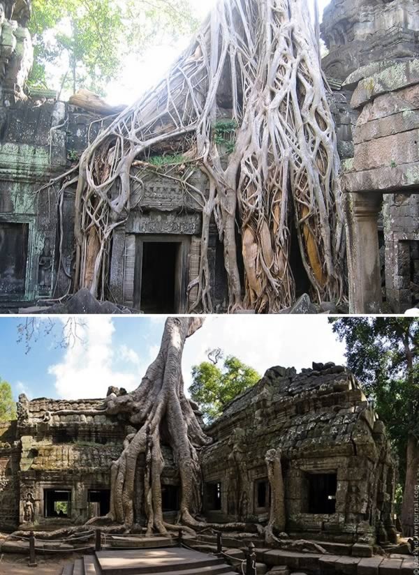 Những cây gỗ đỏ và sồi cổ thụ mọc bao quanh ngôi đền Ta Prohm. Ảnh: