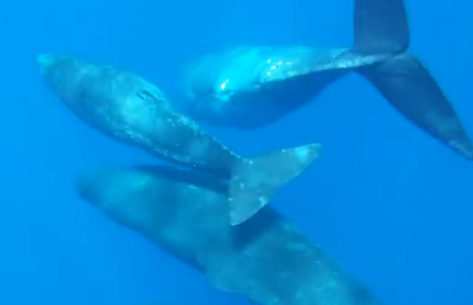 Ca nha tang cuu mang ca heo di dang hinh anh