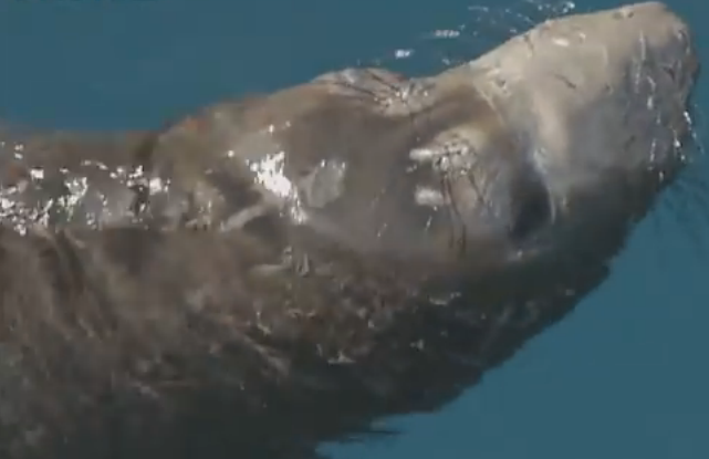 Ca heo giup hai cau kiet suc hinh anh