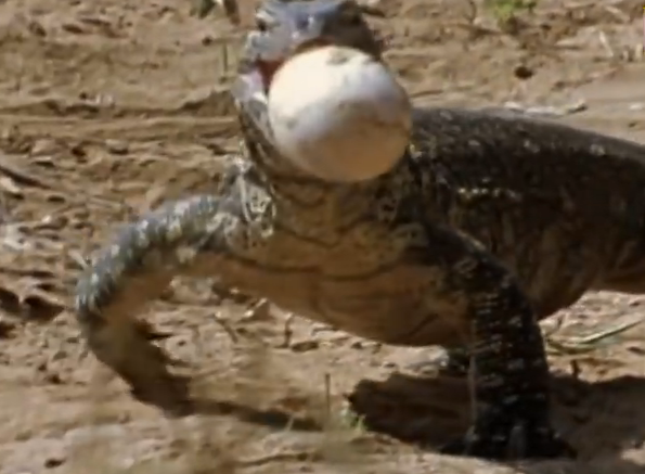 Ky da cho ca sau xuong ho de xoi trung hinh anh