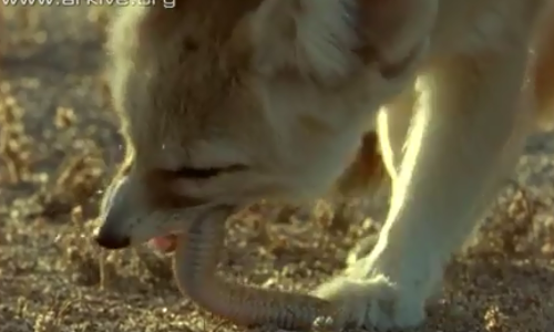 Cao tai to nhai song ran doc hinh anh