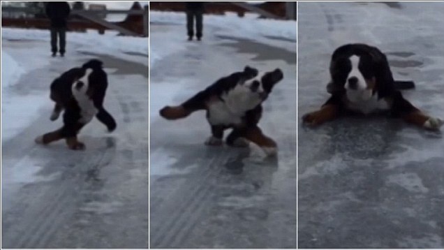 Dong tac truot bang cua cho hinh anh