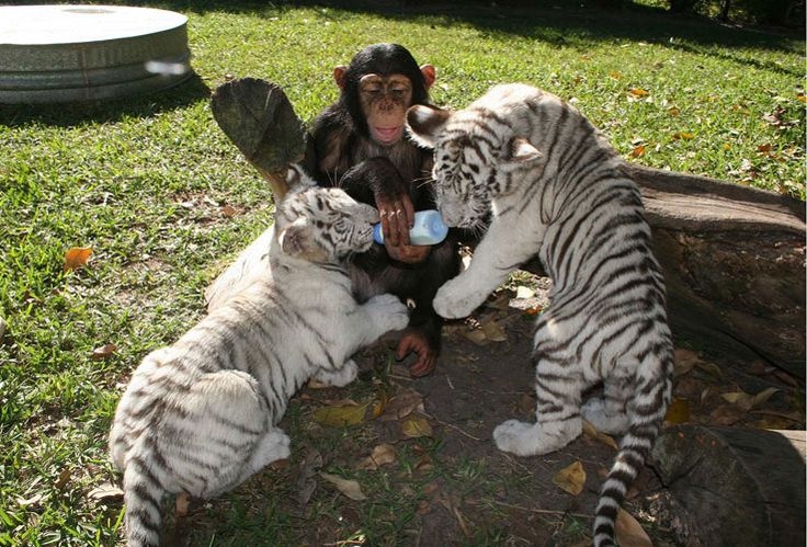 Anjana chăm sóc Mitra và Shiva rất chu đáo. Ảnh: pinterest