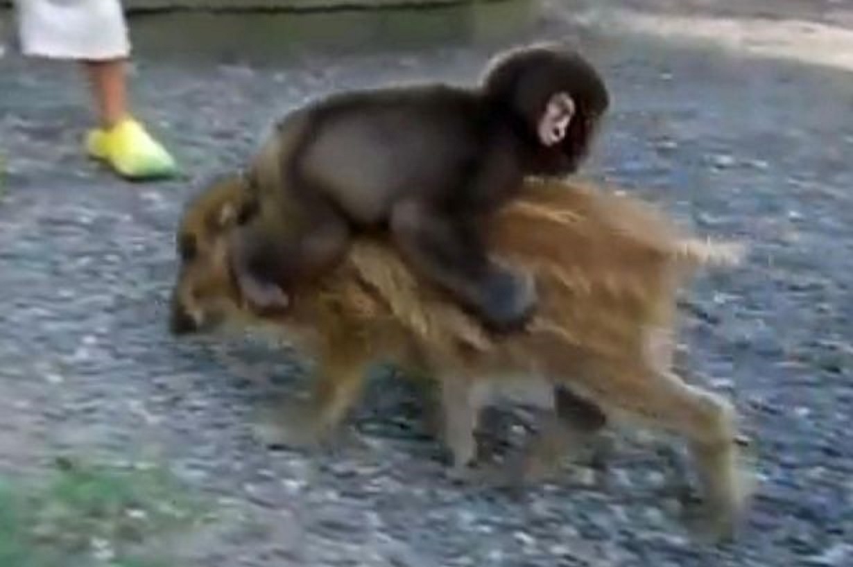 Miwa cuoi tren lung ban lon Uribo hinh anh