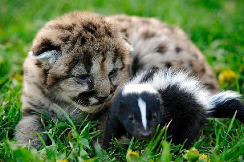 Annabelle và Lester chăm sóc cho con chồn Peanut khi nó mất mẹ. Ảnh: