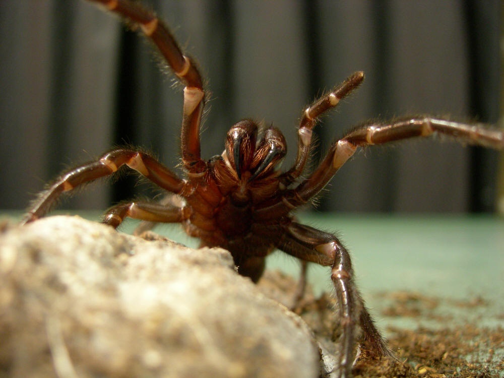 Rất may, giới y khoa đã chế ra thuốc chống độc của nhện mạng phễu Sydney. 