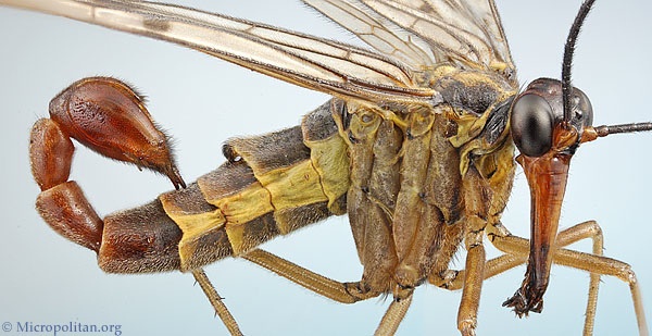 While this insect looks like the result of some bizarre genetic experiment that spliced a scorprion stinger onto a wasp, that “stinger” is actually something much more innocuous: the fly’s genitals.Nevertheless, it makes for a bizarre looking creature. Scorpionflies, or mecoptera, can be found all over the world, and have been around since the Mesozoic age. In fact, they’re believed to have been the forerunners of most of our modern moths and butterflies, collectively grouped in the Lepidoptera order.