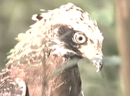 Dai bang kep co roi mo thang vao mieng ran ho mang hinh anh