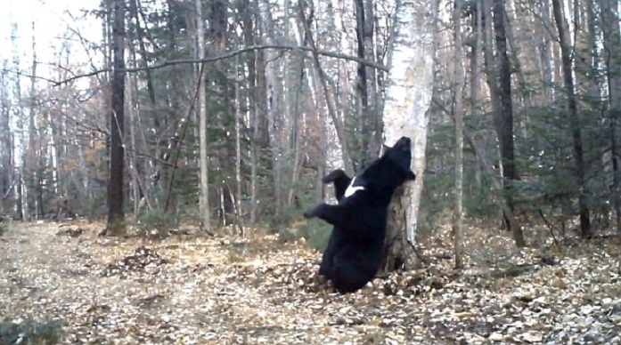 Vu dieu soi dong cua gau den hinh anh