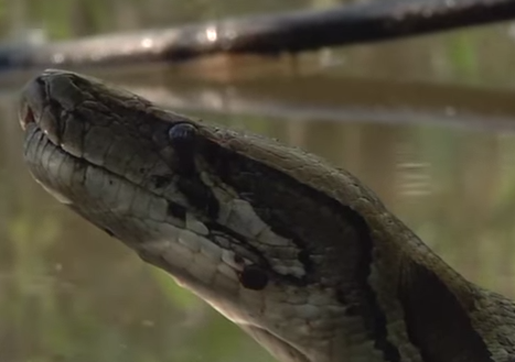 Ca sau ngoam than tran roi dim xuong nuoc hinh anh