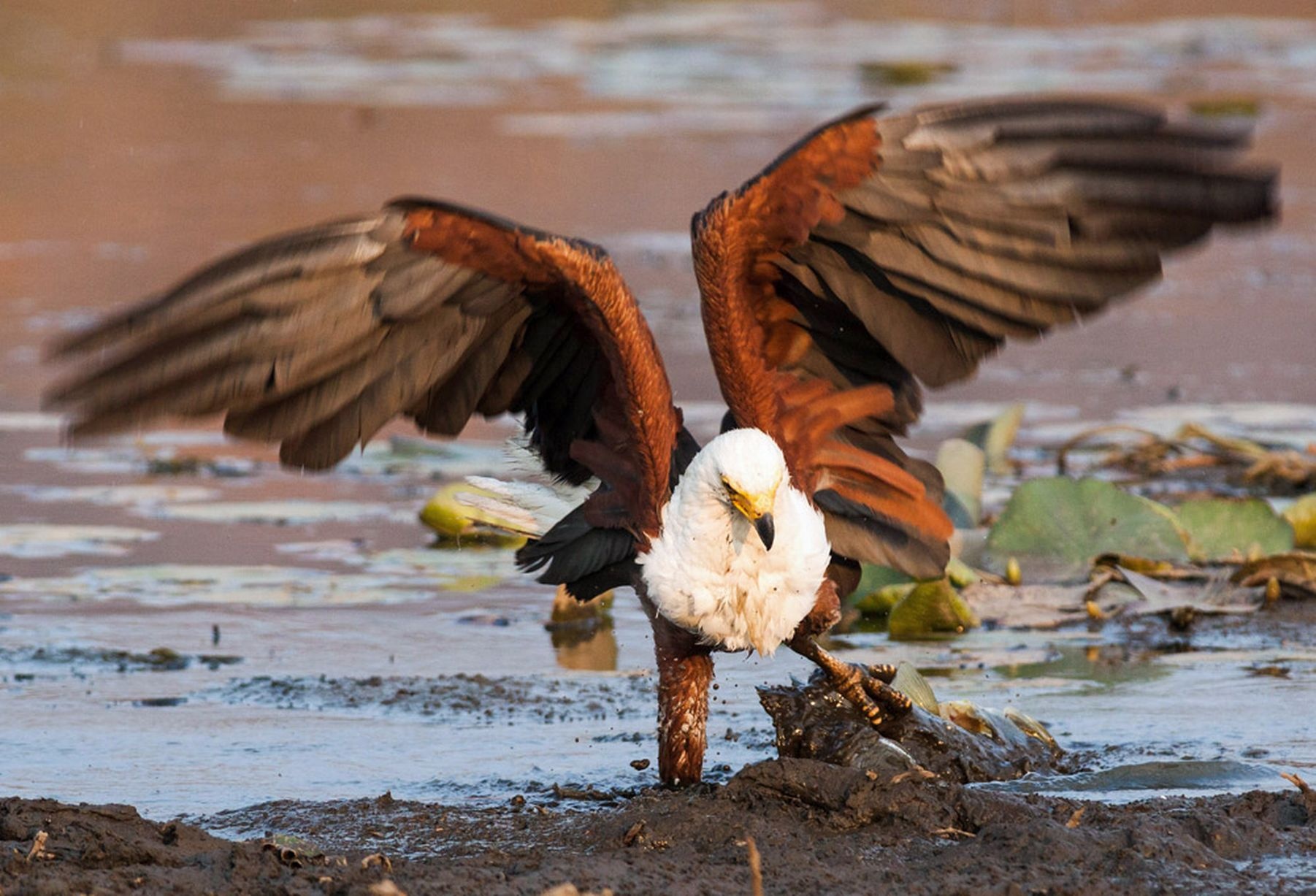 Nhập mô tả cho ảfnh