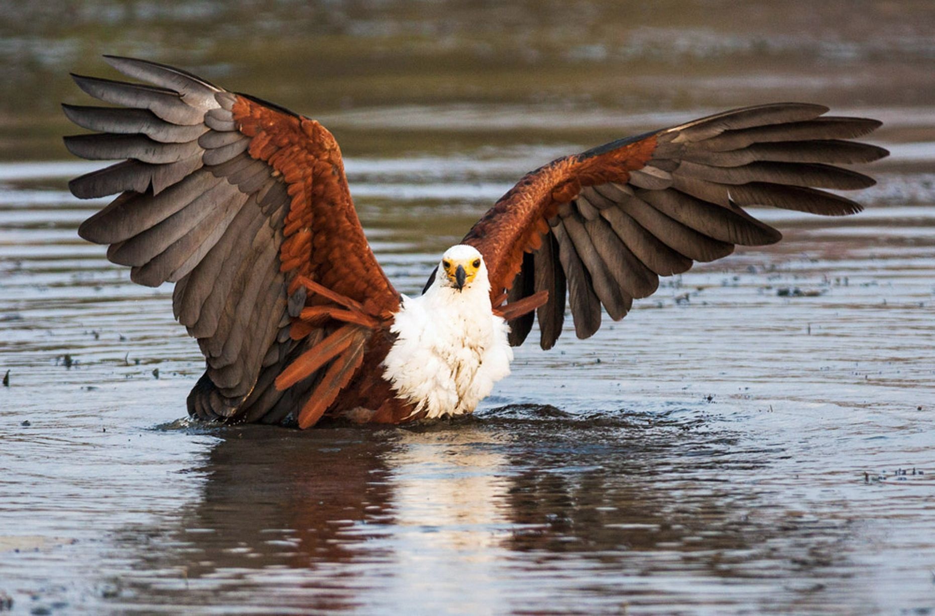 Nhập mô tả chof ảnh