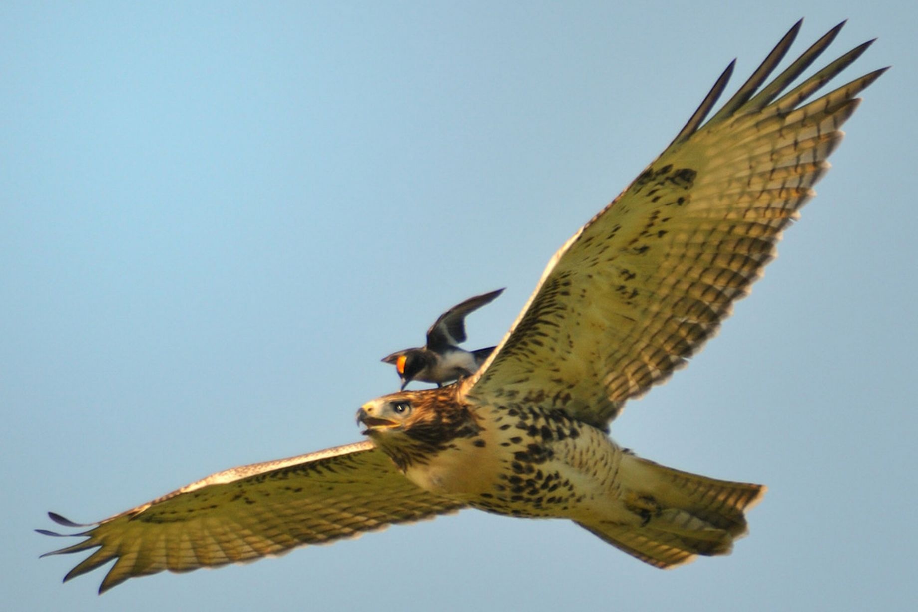 Nhập mô tả cho ảfnh