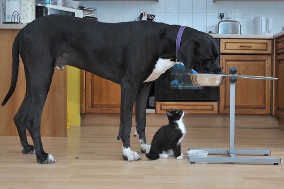 Đôi bạn kỳ lạ này có trọng lượng chênh nhau 65 lần. Ảnh: SWNS