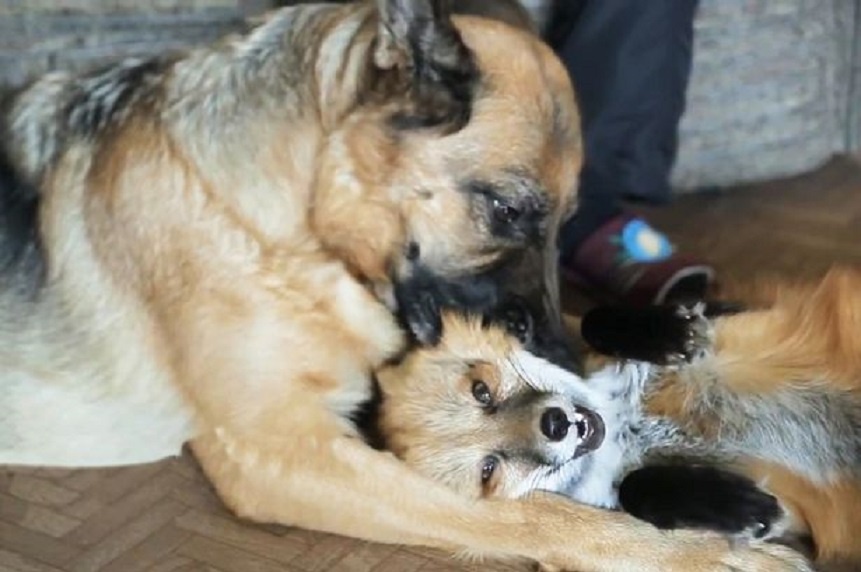 Cáo Maggie chơi đùa cùng chó săn Bella. Ảnh: CEN