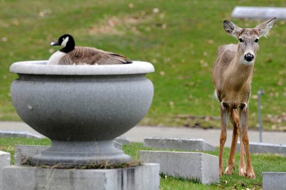 Con nai lặng lẽ đứng canh cho bạn ngỗng trong suốt 4 ngày. Ảnh: CEN