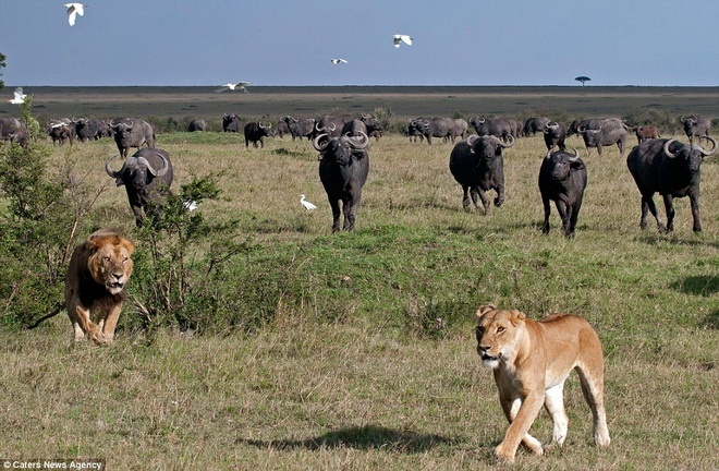Khi thấy một đàn trâu rừng trên đồng cỏ trong khu bảo tồn Masai Mara của Kenya