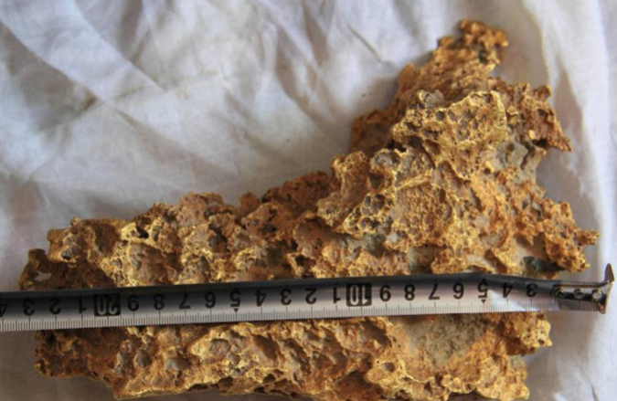 Nguoi chan gia suc bat duoc cuc vang gan 8 kg hinh anh