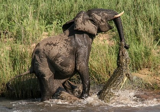 Ca sau doi tan cong voi ben bo ho hinh anh