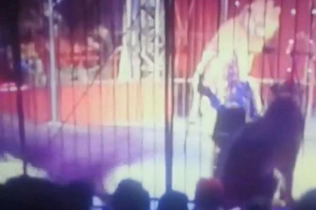 Su tu vo nguoi huan luyen truoc luc bieu dien hinh anh