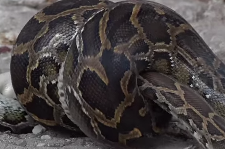 Tran tieu diet va nuot chung dong loai hinh anh