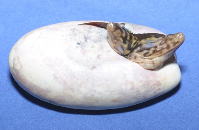 Cap than lan hiem dinh lien than o Duc hinh anh