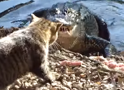 Meo tat ca sau tren bo ao hinh anh